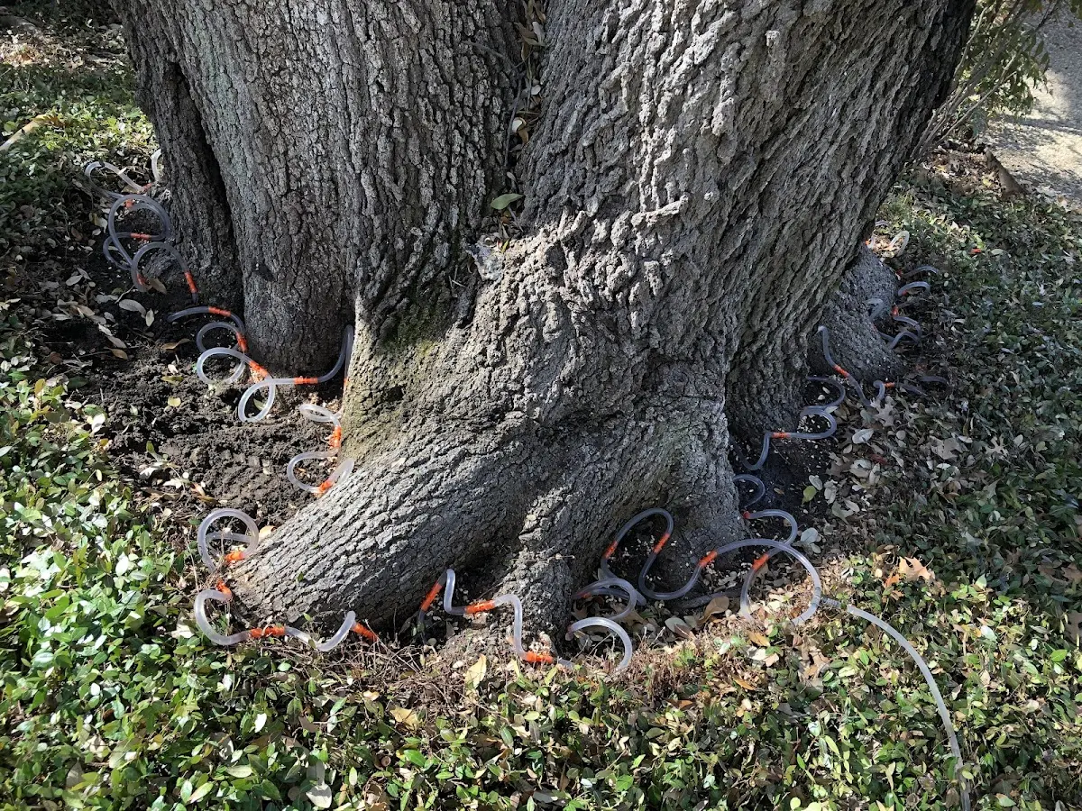 Detailed Shrub and Hedge Trimming job site in Dahlonega