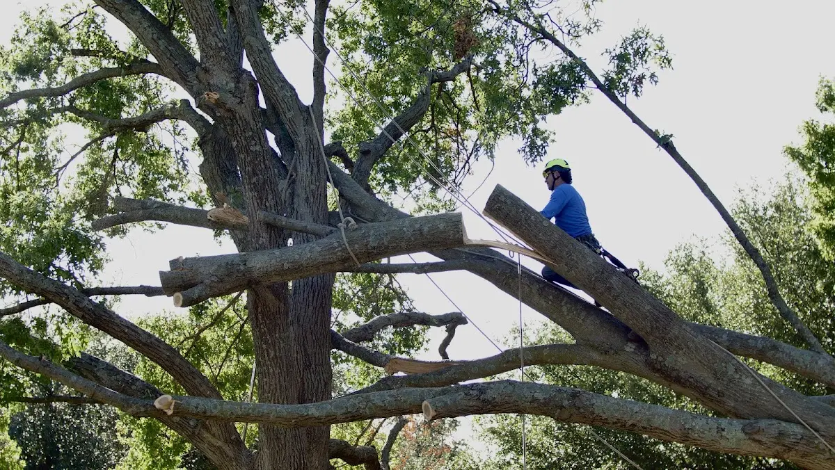 Professional Hazardous Tree Removal performed by certified arborists in Dahlonega