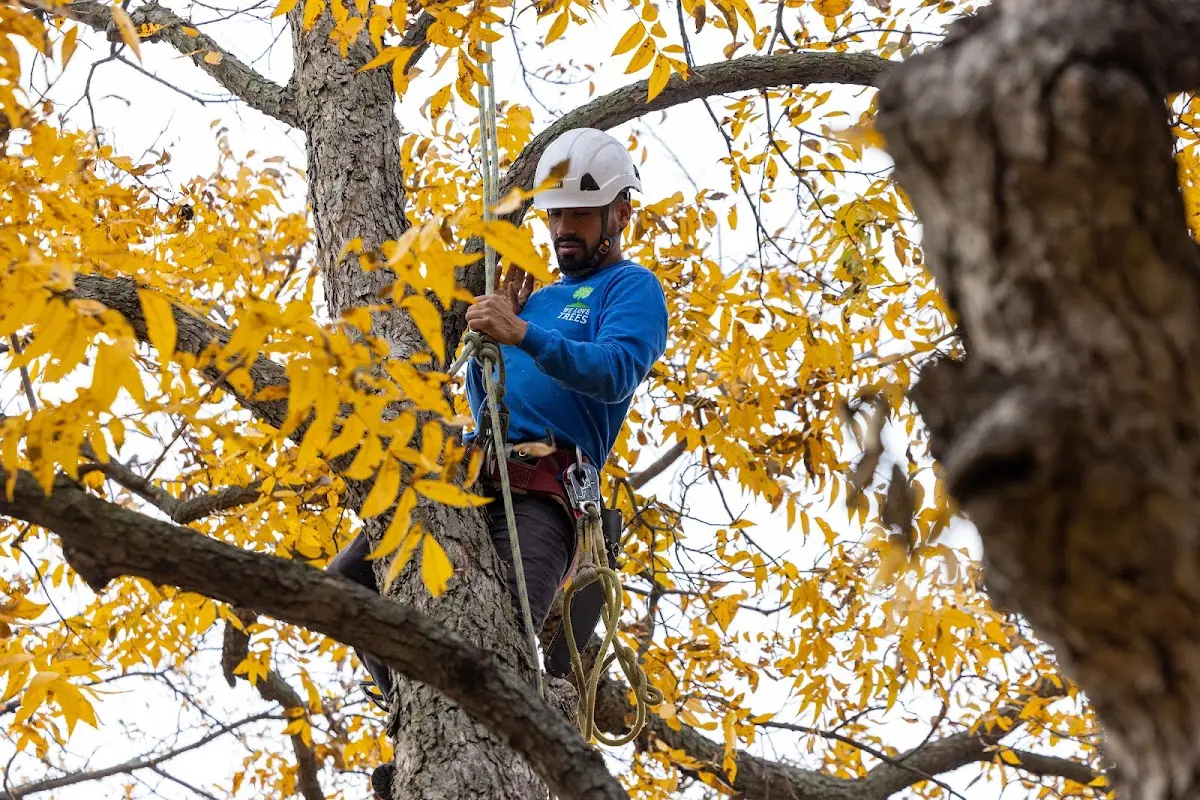 Skilled Tree Trimming crew working in Dahlonega