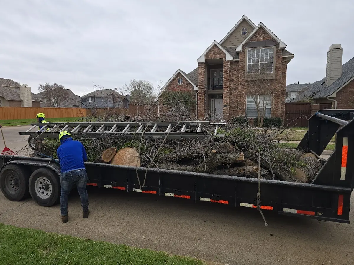 Expert Tree Removal with proper safety equipment in Dahlonega